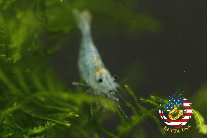 Blue Jelly -  Freshwater Neocaridina Aquarium Shrimp. Live Guarantee