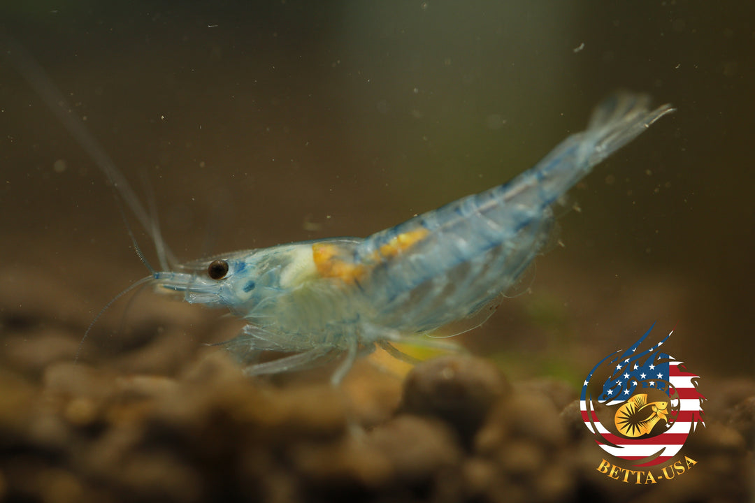 Blue Jelly -  Freshwater Neocaridina Aquarium Shrimp. Live Guarantee