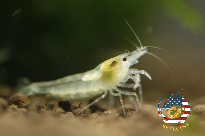 Snow Ball - Freshwater Neocaridina Aquarium Shrimp. Live Guarantee