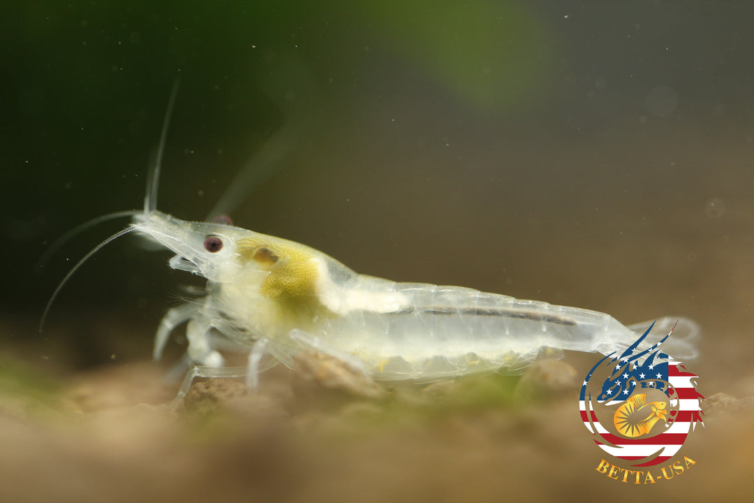 Snow Ball - Freshwater Neocaridina Aquarium Shrimp. Live Guarantee