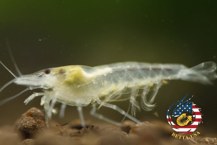 Snow Ball - Freshwater Neocaridina Aquarium Shrimp. Live Guarantee