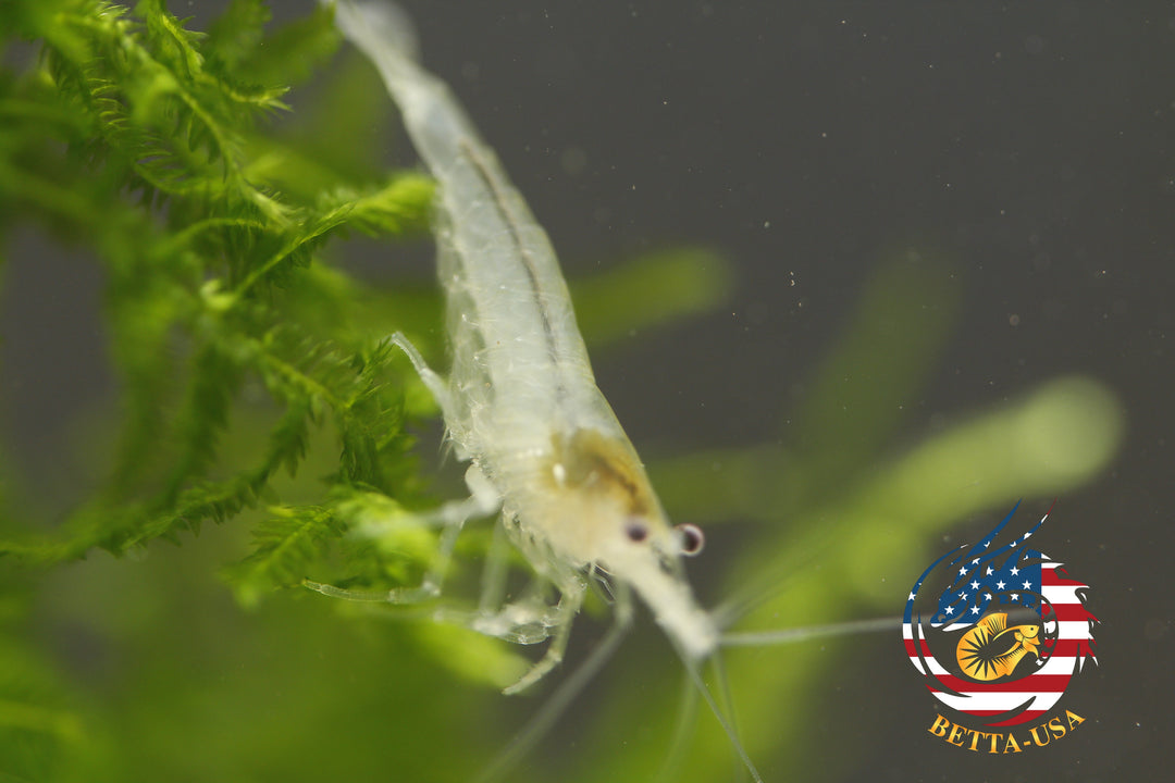 Snow Ball - Freshwater Neocaridina Aquarium Shrimp. Live Guarantee