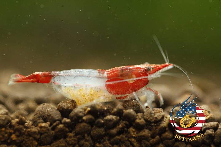 Red Rili - Freshwater Neocaridina Aquarium Shrimp. Live Guarantee