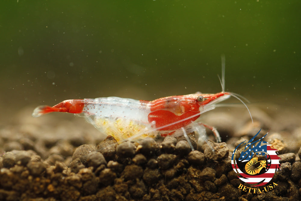 Red Rili - Freshwater Neocaridina Aquarium Shrimp. Live Guarantee - Betta USA Aquatic