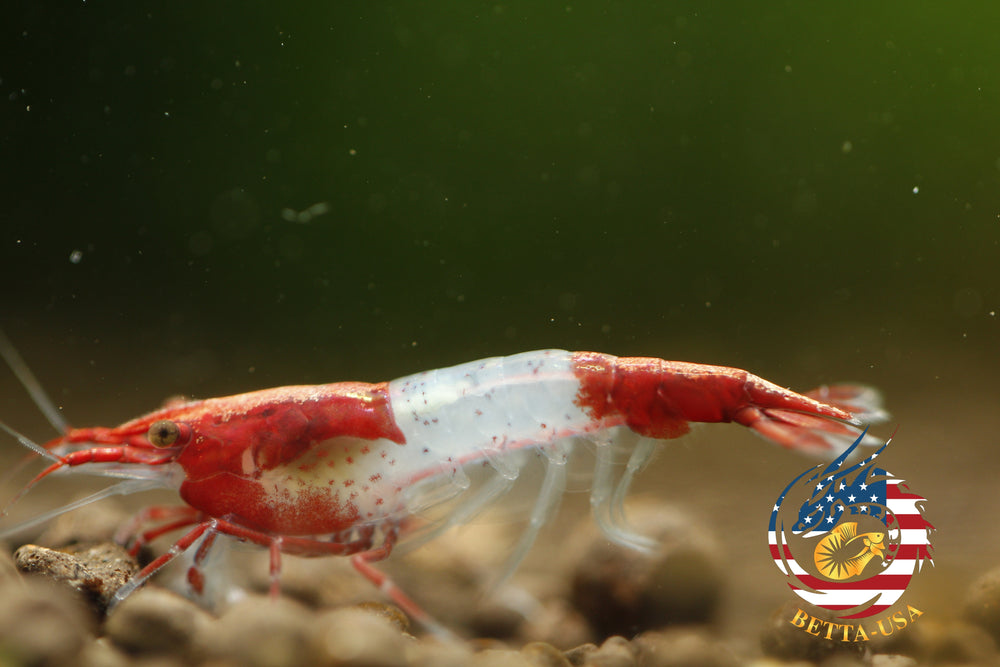 Red Rili - Freshwater Neocaridina Aquarium Shrimp. Live Guarantee - Betta USA Aquatic