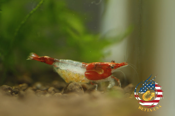 Red Rili - Freshwater Neocaridina Aquarium Shrimp. Live Guarantee