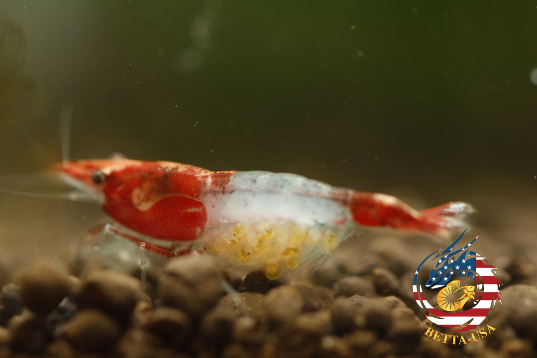 Red Rili - Freshwater Neocaridina Aquarium Shrimp. Live Guarantee