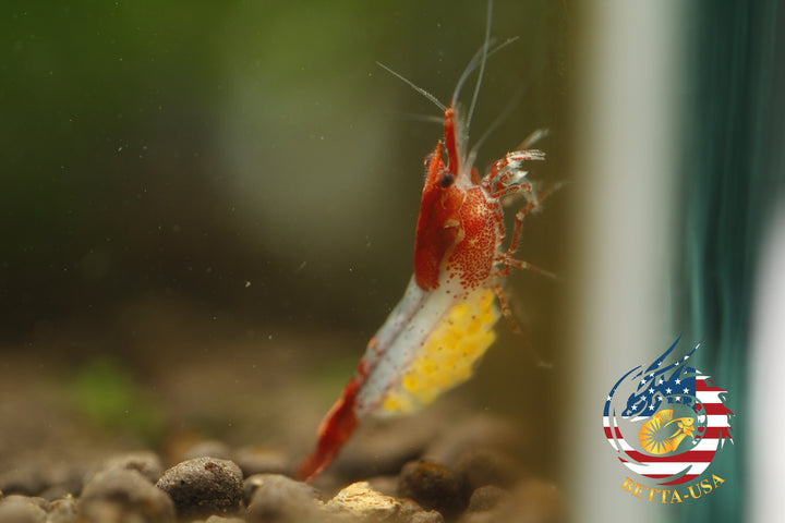 Red Rili - Freshwater Neocaridina Aquarium Shrimp. Live Guarantee