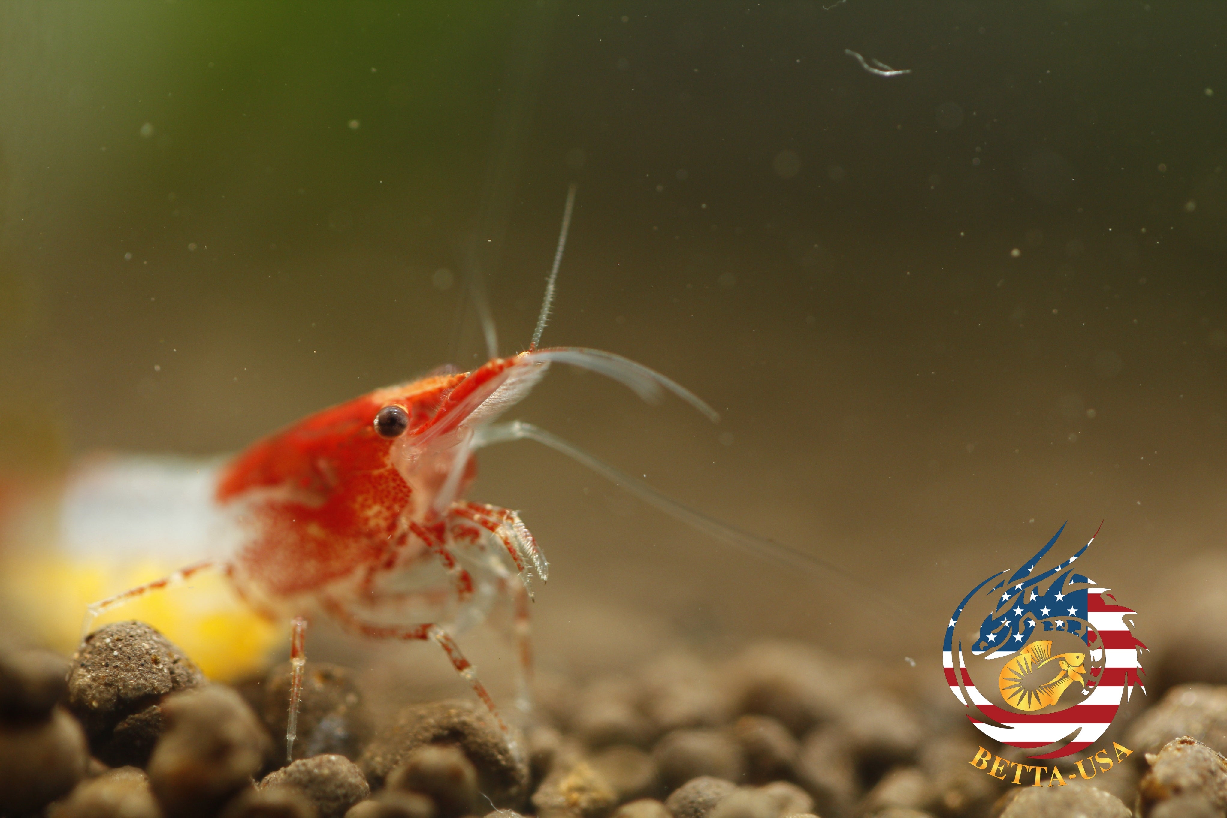 Red Rili - Freshwater Neocaridina Aquarium Shrimp. Live Guarantee