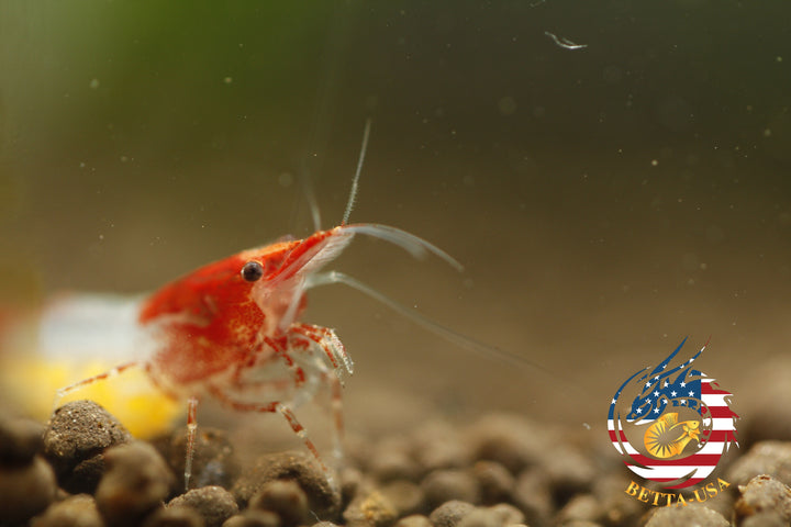 Red Rili - Freshwater Neocaridina Aquarium Shrimp. Live Guarantee