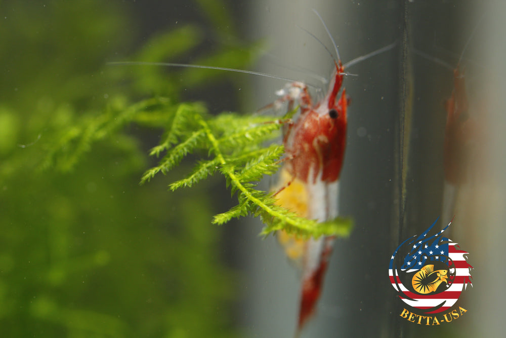 Red Rili - Freshwater Neocaridina Aquarium Shrimp. Live Guarantee - Betta USA Aquatic