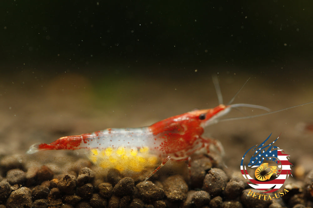 Red Rili - Freshwater Neocaridina Aquarium Shrimp. Live Guarantee - Betta USA Aquatic