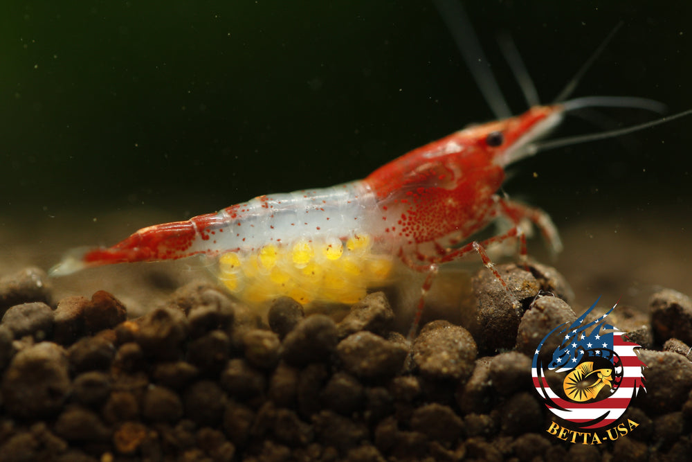 Red Rili - Freshwater Neocaridina Aquarium Shrimp. Live Guarantee - Betta USA Aquatic