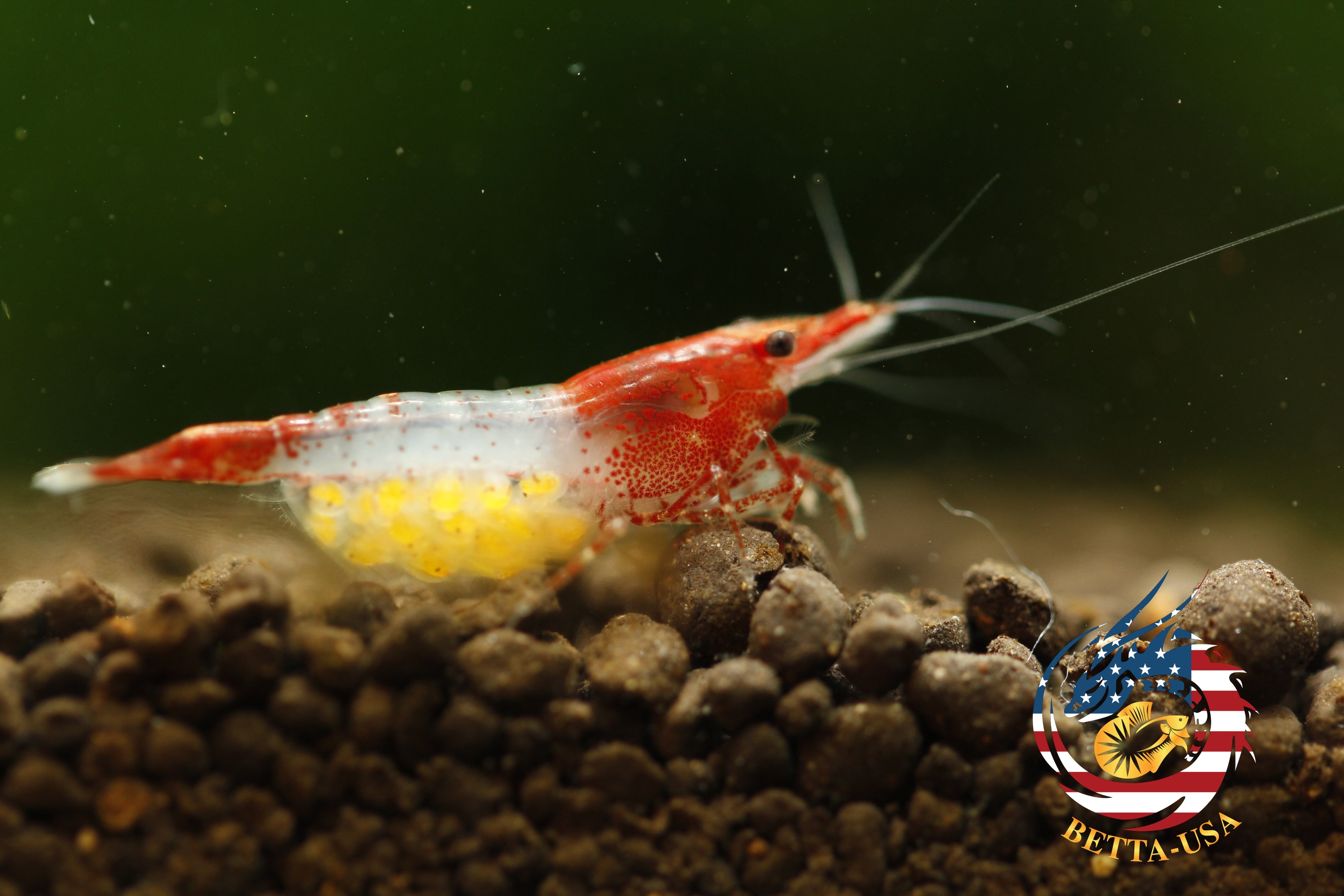 Red Rili - Freshwater Neocaridina Aquarium Shrimp. Live Guarantee