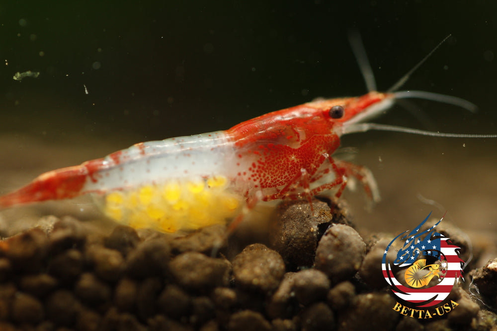 Red Rili - Freshwater Neocaridina Aquarium Shrimp. Live Guarantee - Betta USA Aquatic