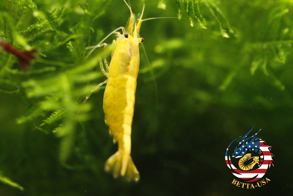 Neon Golden Back -   Freshwater Neocaridina Aquarium Shrimp. Live Guarantee - Betta USA Aquatic
