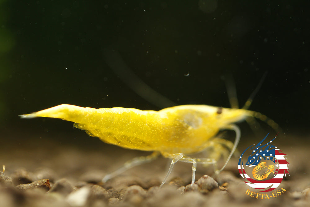 Neon Golden Back -   Freshwater Neocaridina Aquarium Shrimp. Live Guarantee - Betta USA Aquatic