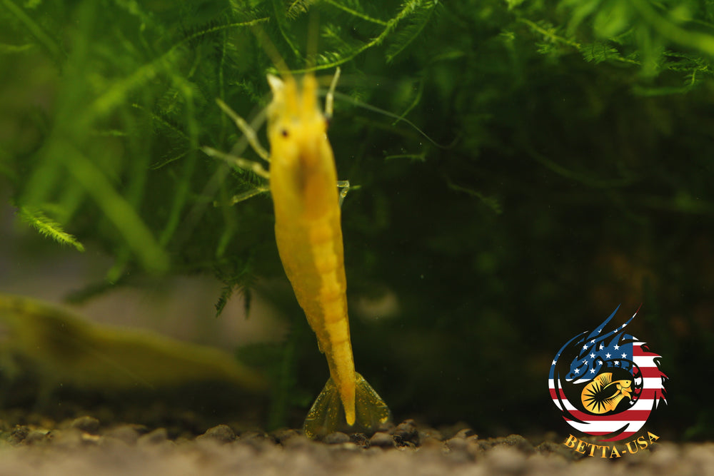 Neon Golden Back -   Freshwater Neocaridina Aquarium Shrimp. Live Guarantee - Betta USA Aquatic