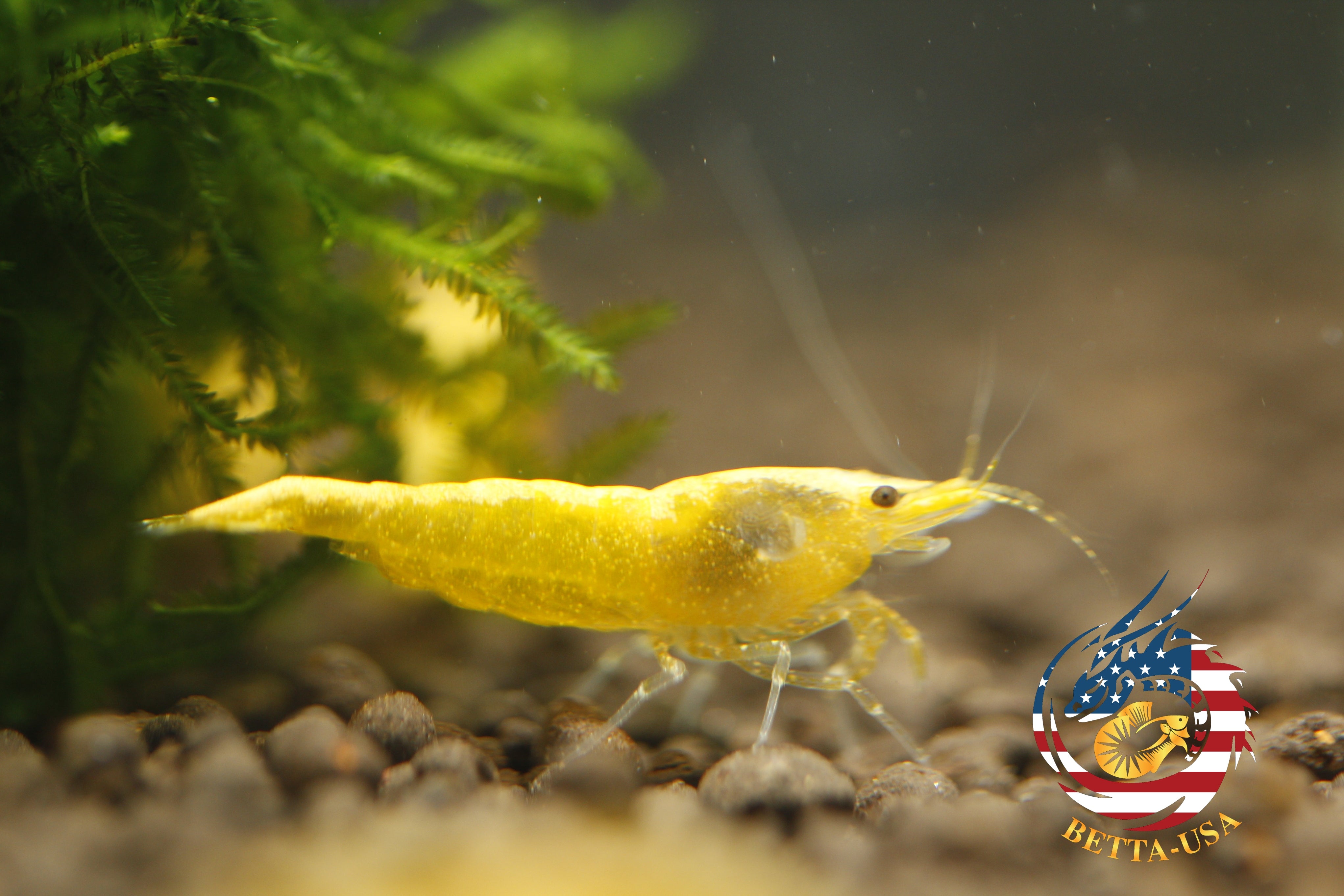 Neon Golden Back -   Freshwater Neocaridina Aquarium Shrimp. Live Guarantee