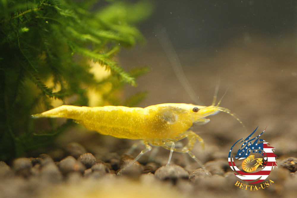 Neon Golden Back -   Freshwater Neocaridina Aquarium Shrimp. Live Guarantee - Betta USA Aquatic