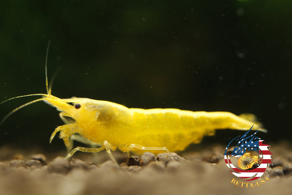 Neon Golden Back -   Freshwater Neocaridina Aquarium Shrimp. Live Guarantee - Betta USA Aquatic
