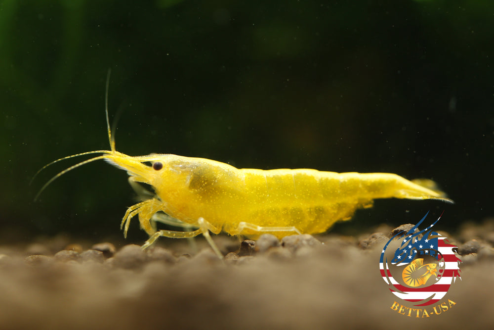 Neon Golden Back -   Freshwater Neocaridina Aquarium Shrimp. Live Guarantee - Betta USA Aquatic