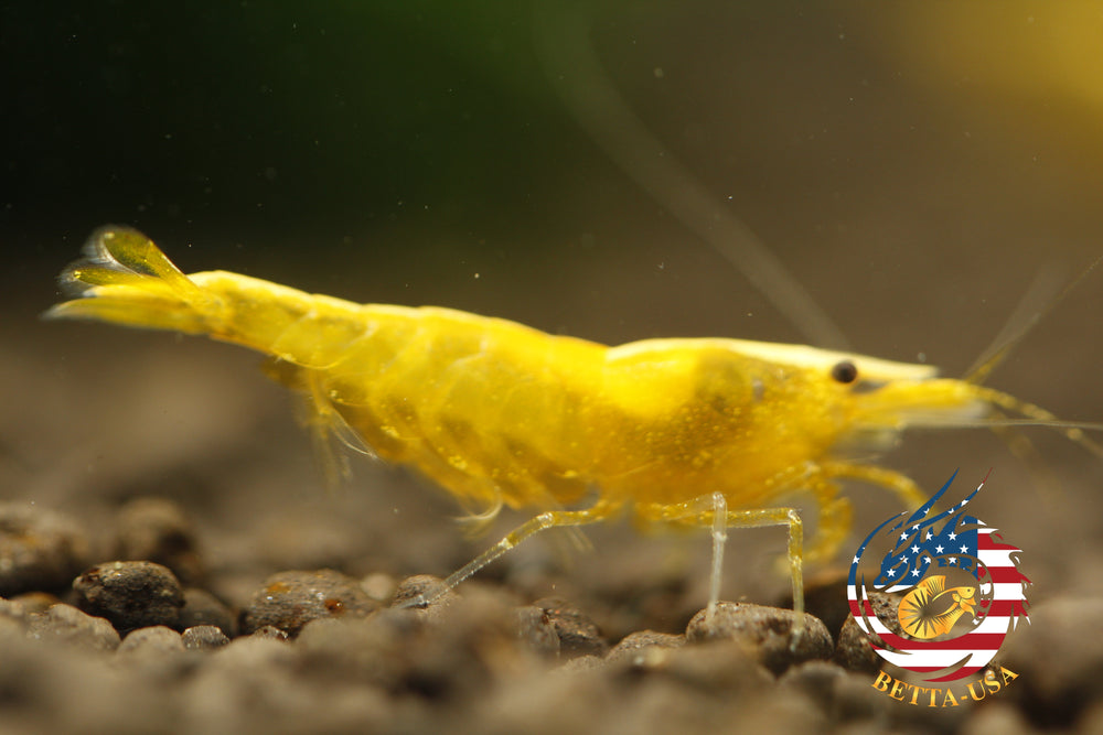 Neon Golden Back -   Freshwater Neocaridina Aquarium Shrimp. Live Guarantee - Betta USA Aquatic