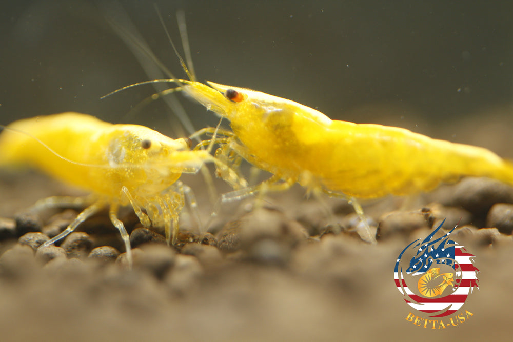 Neon Golden Back -   Freshwater Neocaridina Aquarium Shrimp. Live Guarantee - Betta USA Aquatic