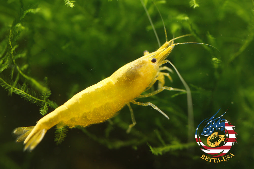 Neon Golden Back -   Freshwater Neocaridina Aquarium Shrimp. Live Guarantee - Betta USA Aquatic
