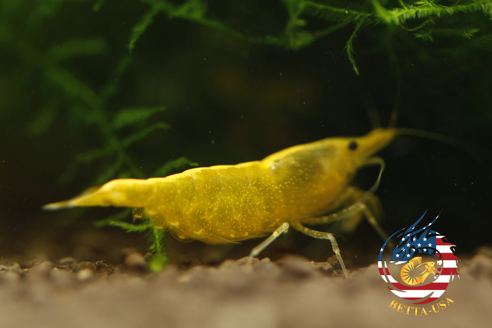 Neon Golden Back -   Freshwater Neocaridina Aquarium Shrimp. Live Guarantee - Betta USA Aquatic