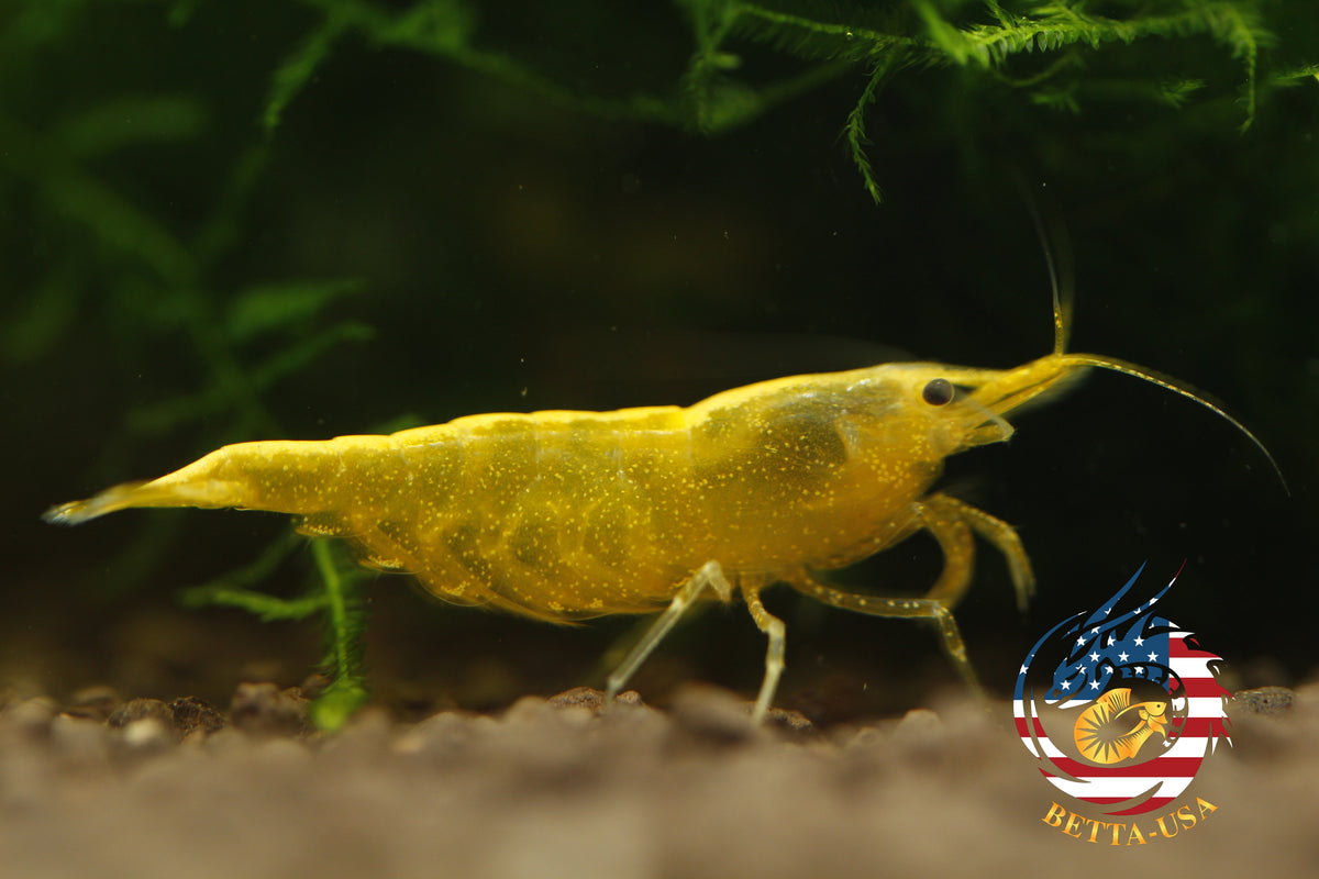 Neon Golden Back -   Freshwater Neocaridina Aquarium Shrimp. Live Guarantee