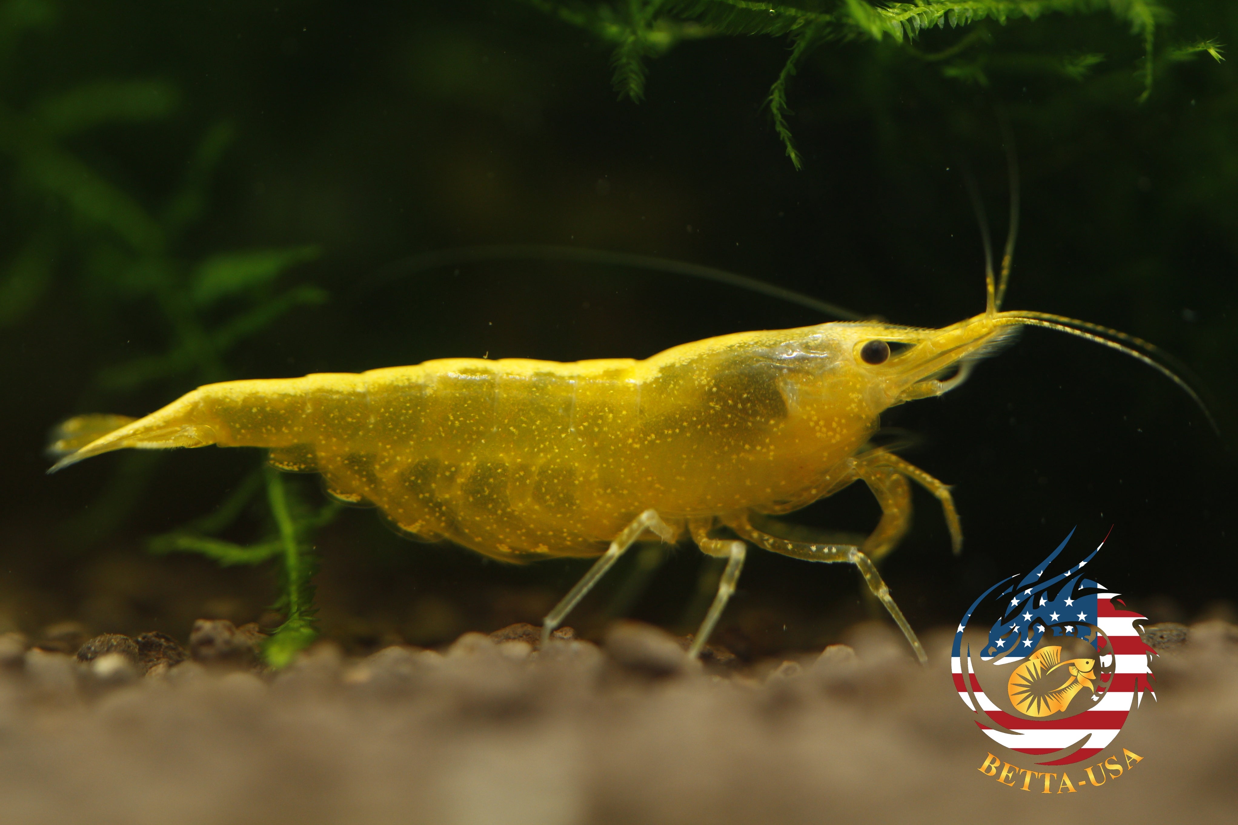 Neon Golden Back -   Freshwater Neocaridina Aquarium Shrimp. Live Guarantee