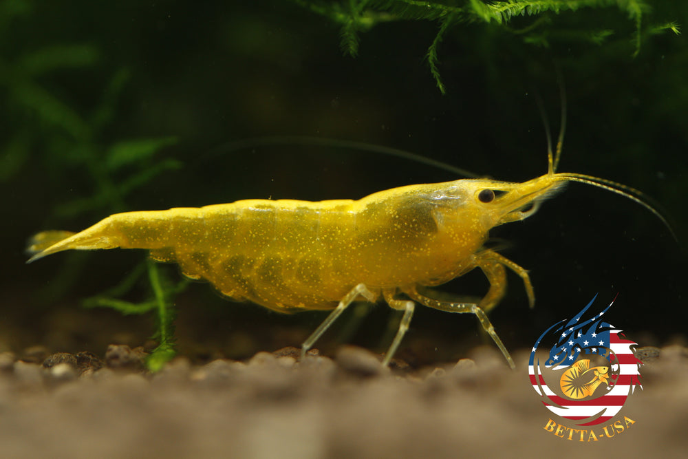 Neon Golden Back -   Freshwater Neocaridina Aquarium Shrimp. Live Guarantee - Betta USA Aquatic
