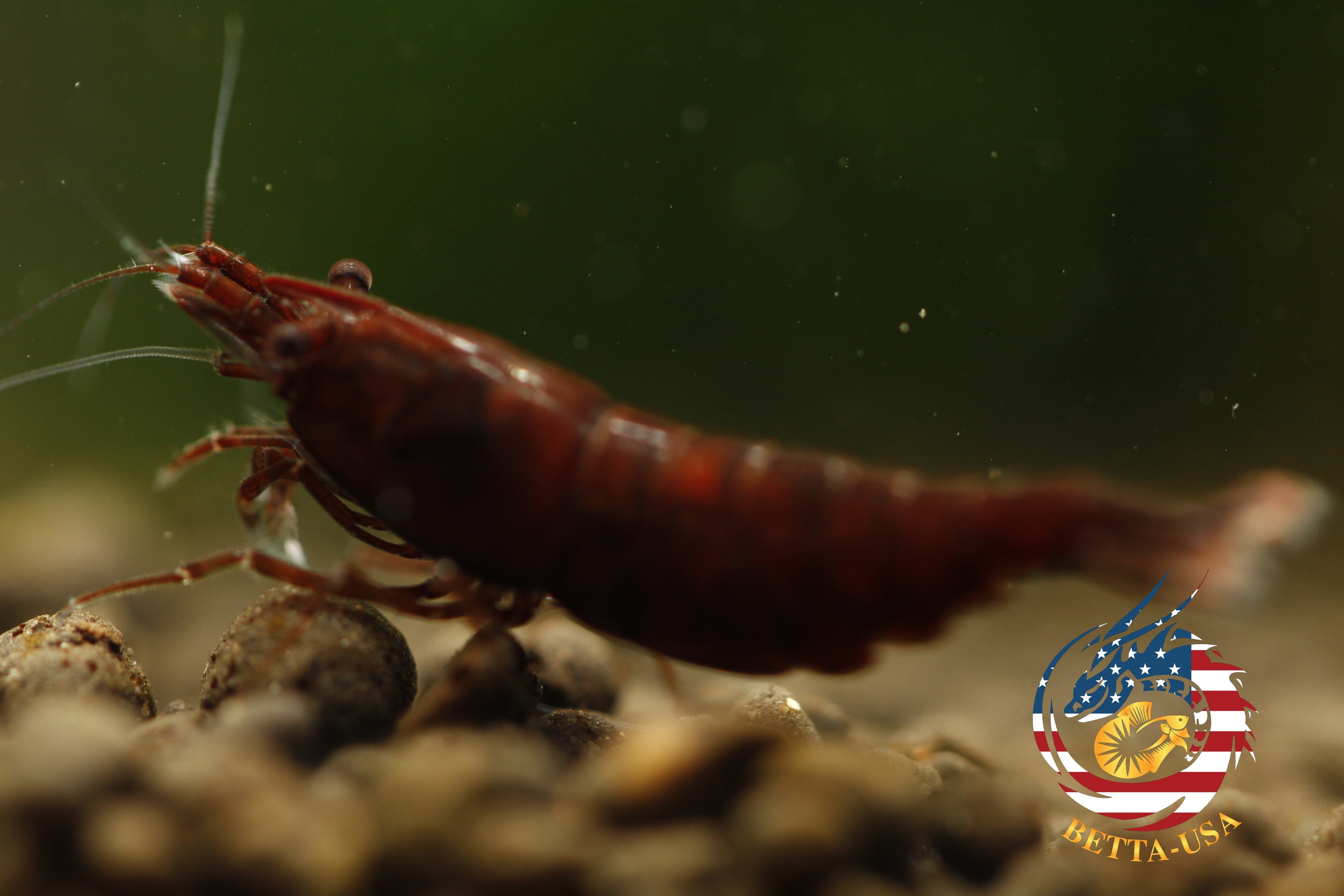 Blood Mary  Freshwater Neocaridina Aquarium Shrimp. Live Guarantee