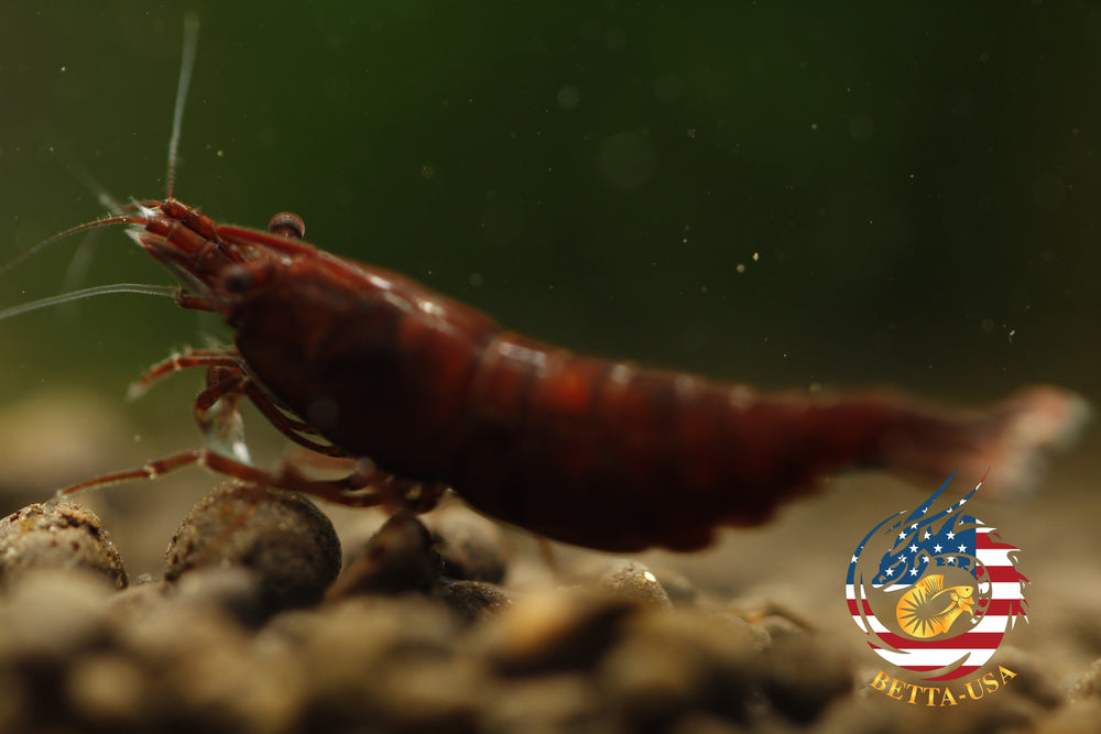 Blood Mary  Freshwater Neocaridina Aquarium Shrimp. Live Guarantee - Betta USA Aquatic