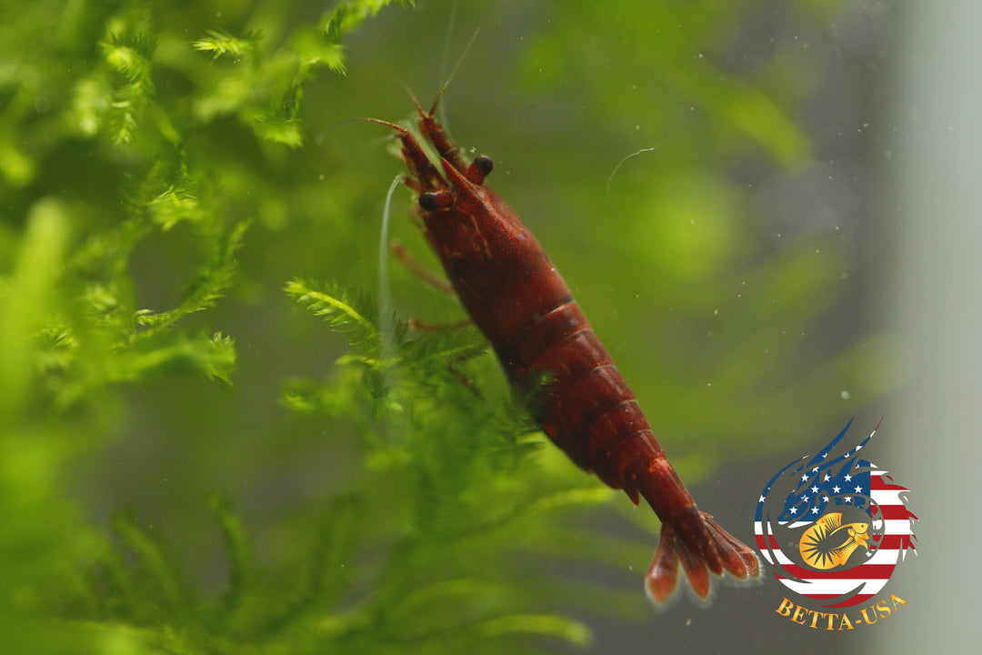 Blood Mary  Freshwater Neocaridina Aquarium Shrimp. Live Guarantee