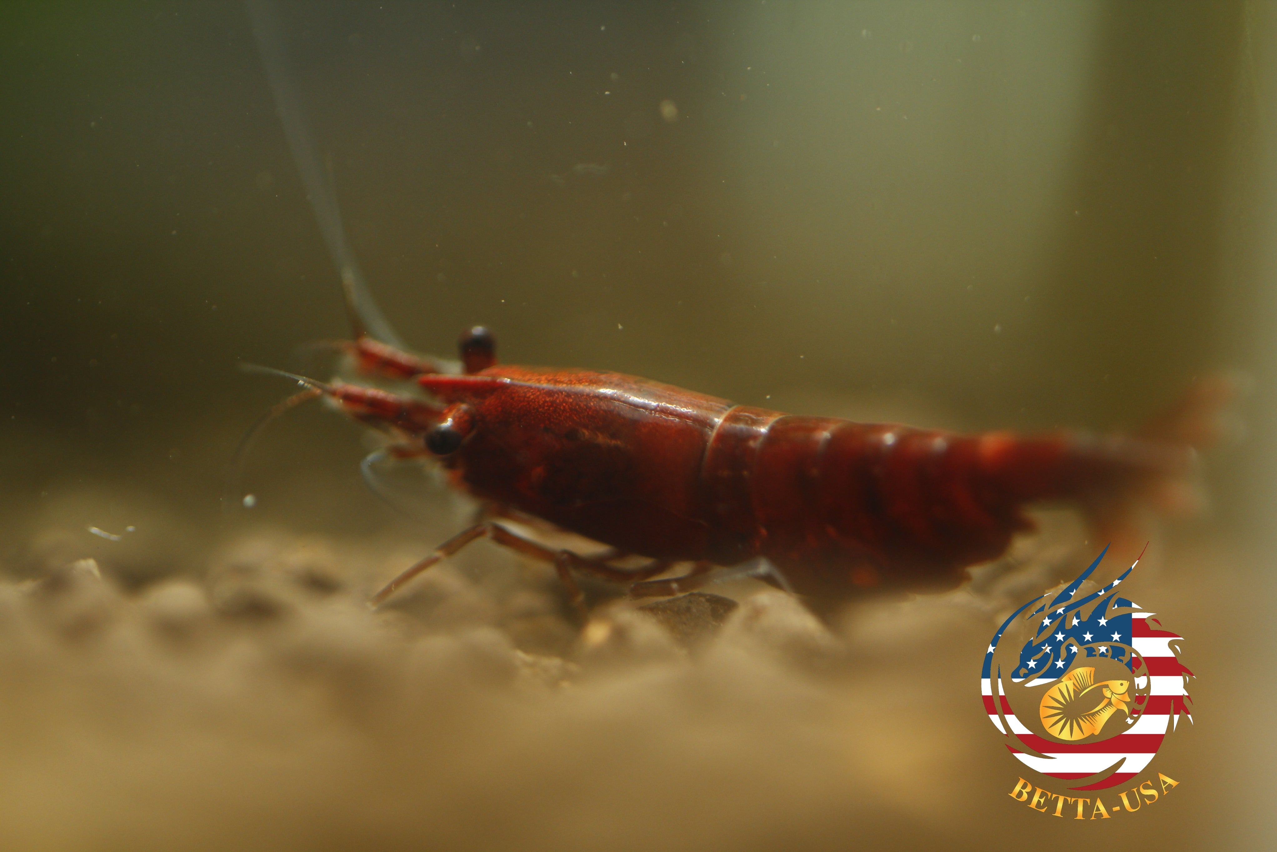 Blood Mary  Freshwater Neocaridina Aquarium Shrimp. Live Guarantee