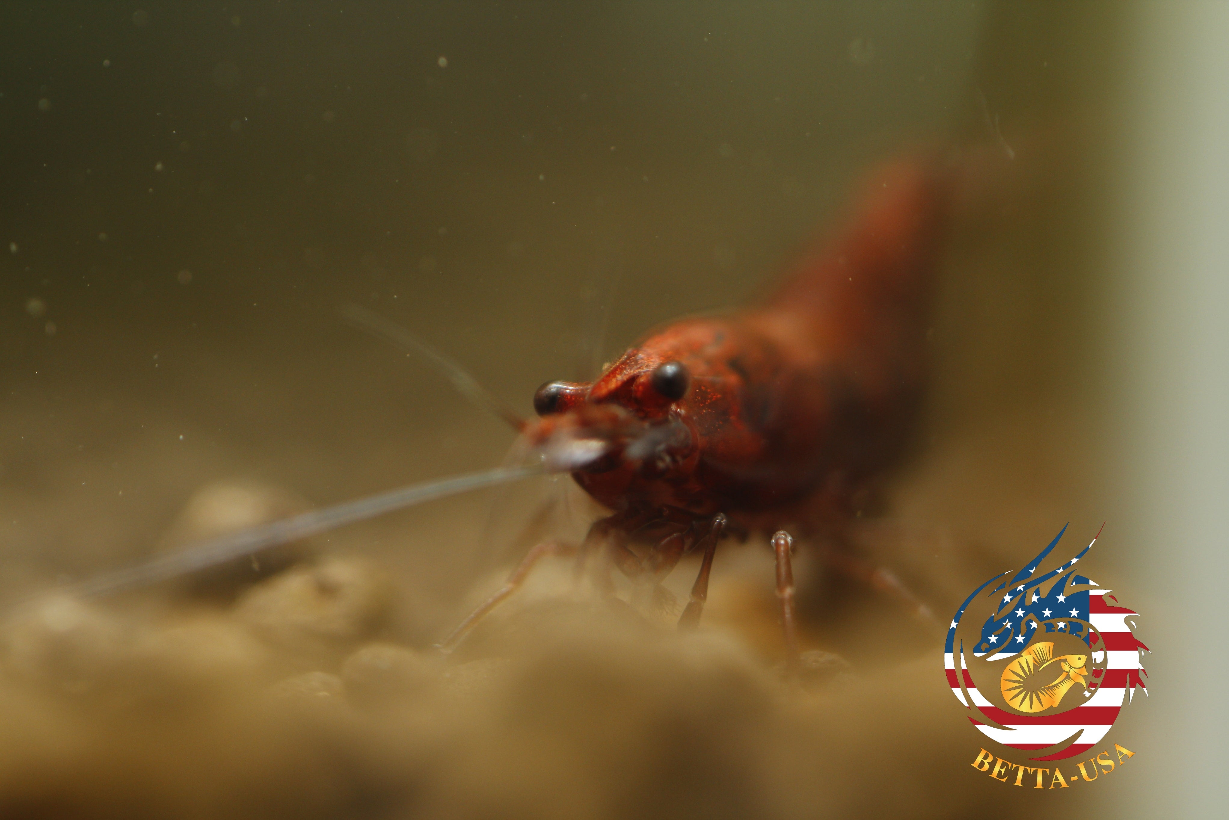 Blood Mary  Freshwater Neocaridina Aquarium Shrimp. Live Guarantee