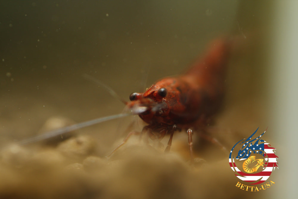 Blood Mary  Freshwater Neocaridina Aquarium Shrimp. Live Guarantee - Betta USA Aquatic