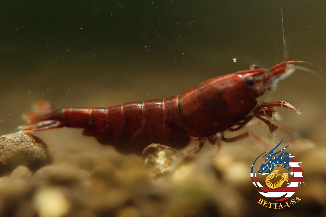 Blood Mary  Freshwater Neocaridina Aquarium Shrimp. Live Guarantee