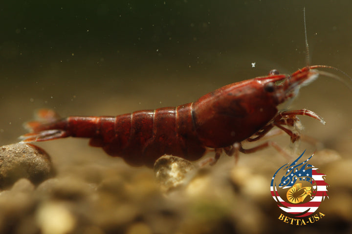 Blood Mary  Freshwater Neocaridina Aquarium Shrimp. Live Guarantee