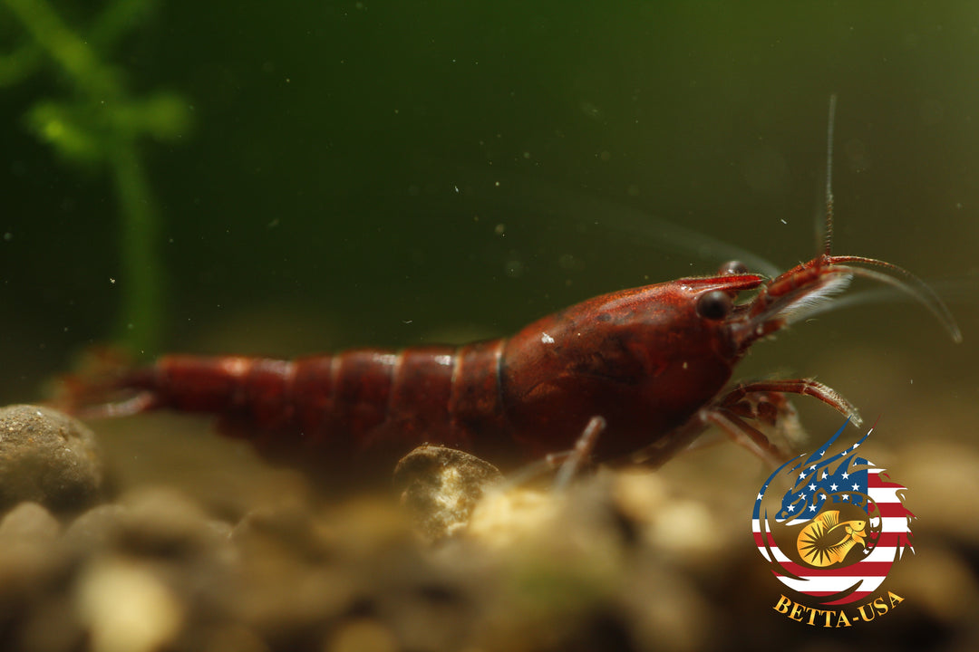 Blood Mary  Freshwater Neocaridina Aquarium Shrimp. Live Guarantee