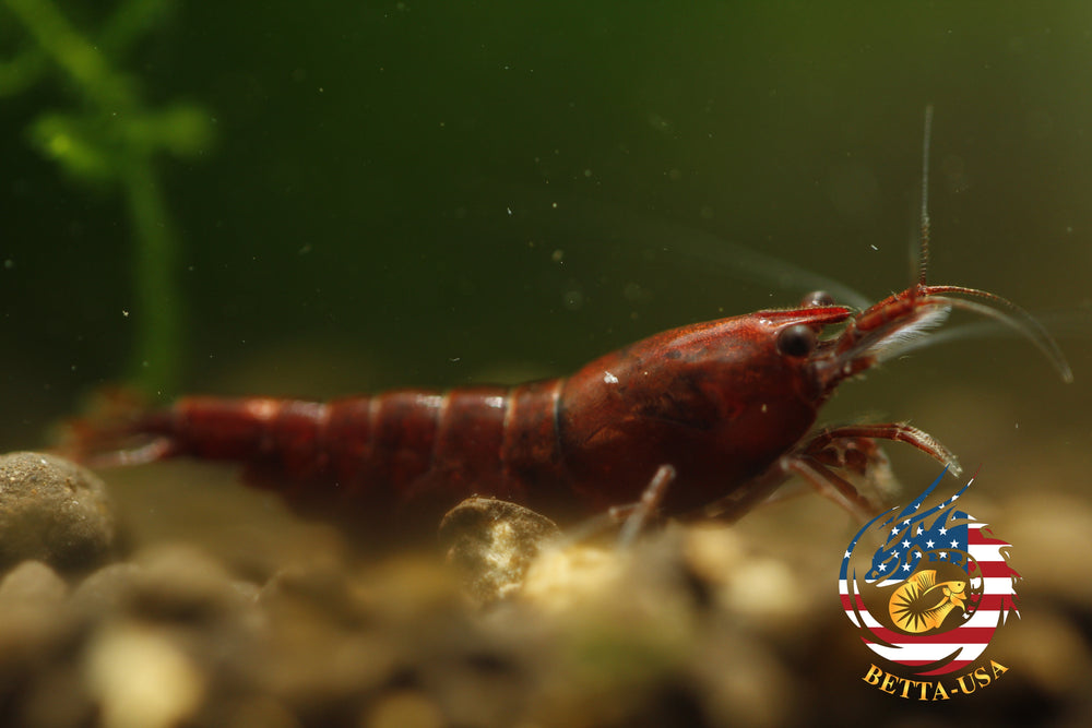 Blood Mary  Freshwater Neocaridina Aquarium Shrimp. Live Guarantee - Betta USA Aquatic