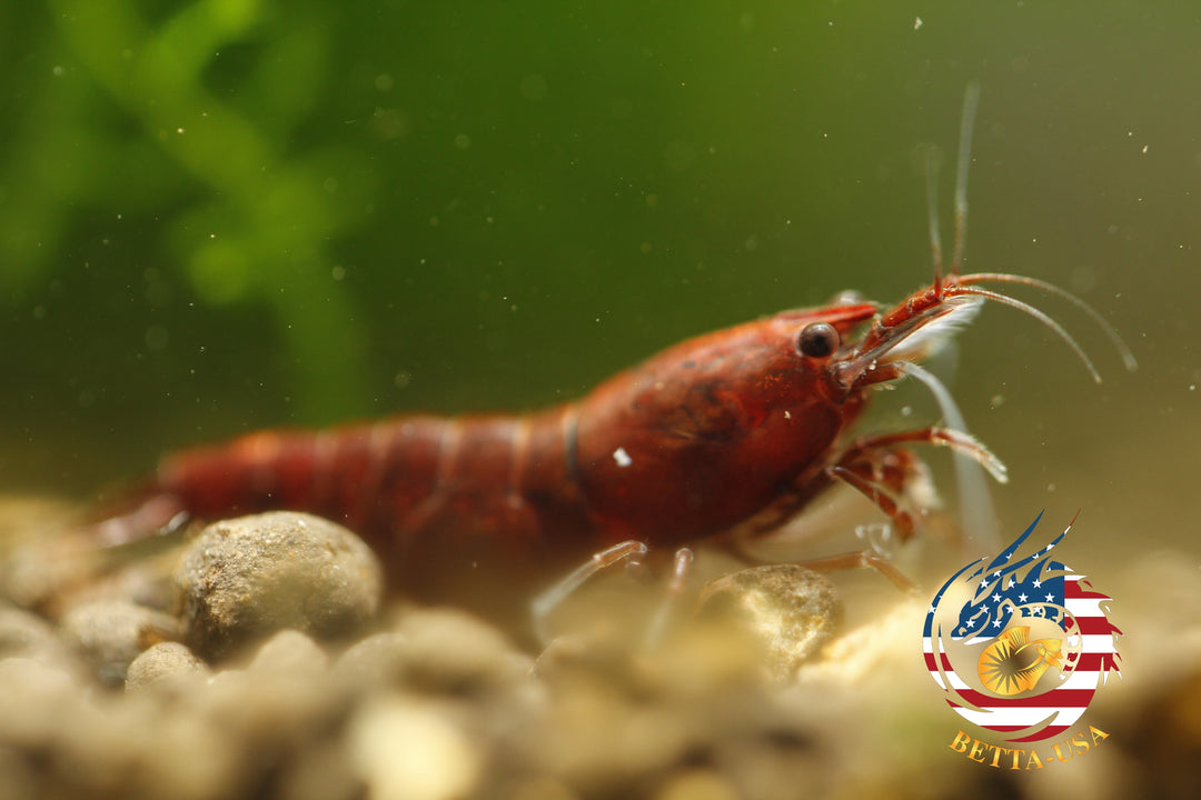 Blood Mary  Freshwater Neocaridina Aquarium Shrimp. Live Guarantee