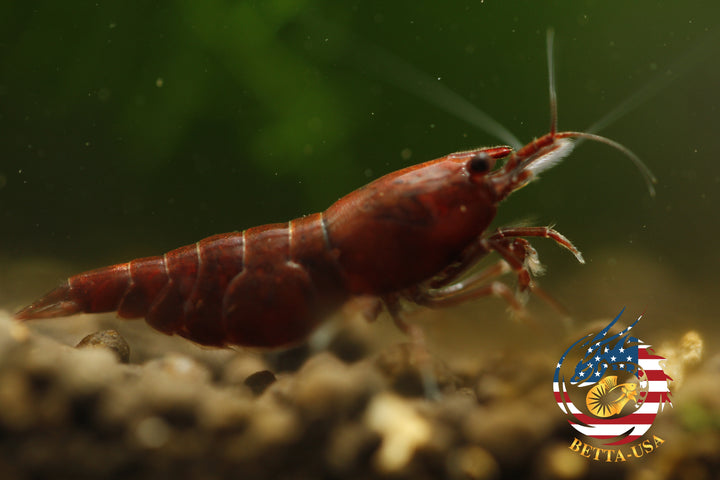 Blood Mary  Freshwater Neocaridina Aquarium Shrimp. Live Guarantee