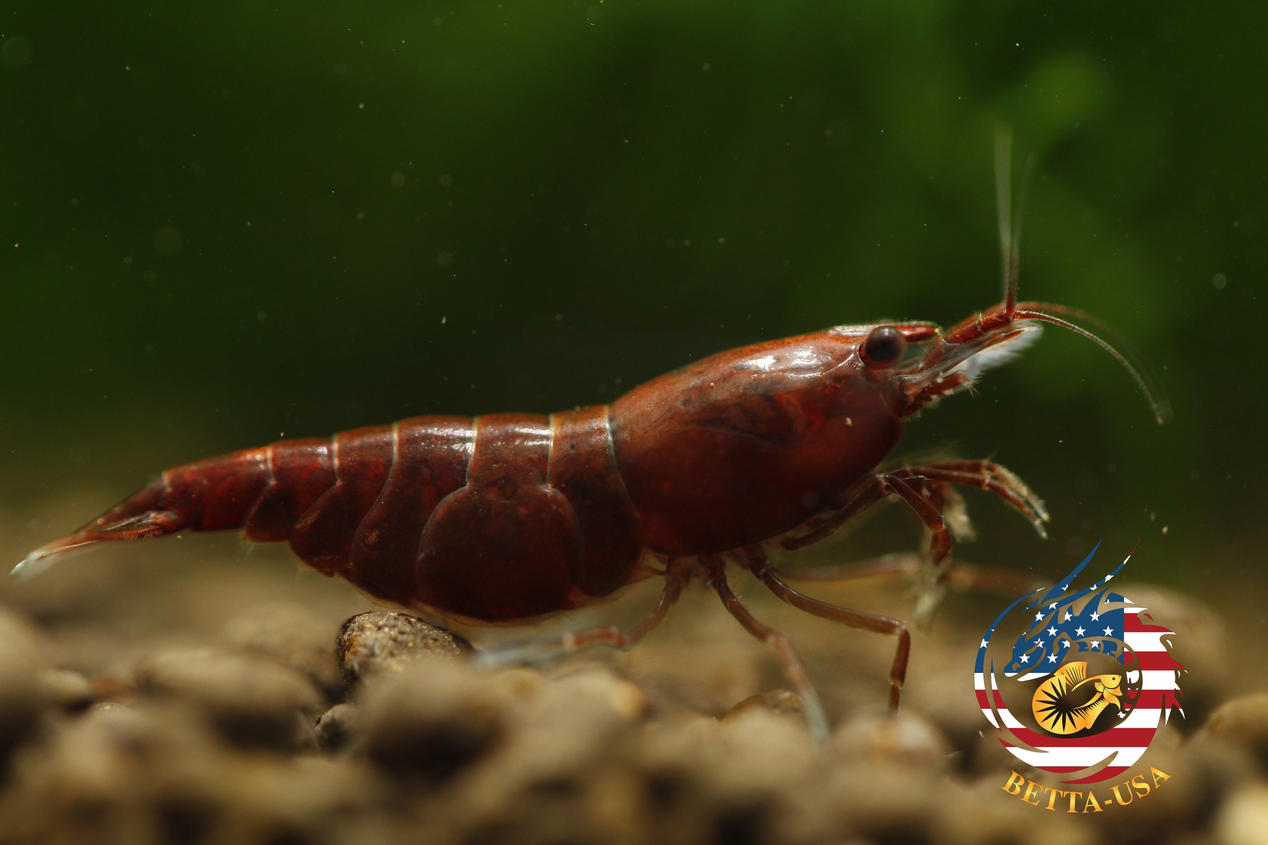 Blood Mary  Freshwater Neocaridina Aquarium Shrimp. Live Guarantee