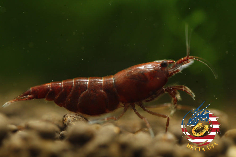Blood Mary  Freshwater Neocaridina Aquarium Shrimp. Live Guarantee - Betta USA Aquatic