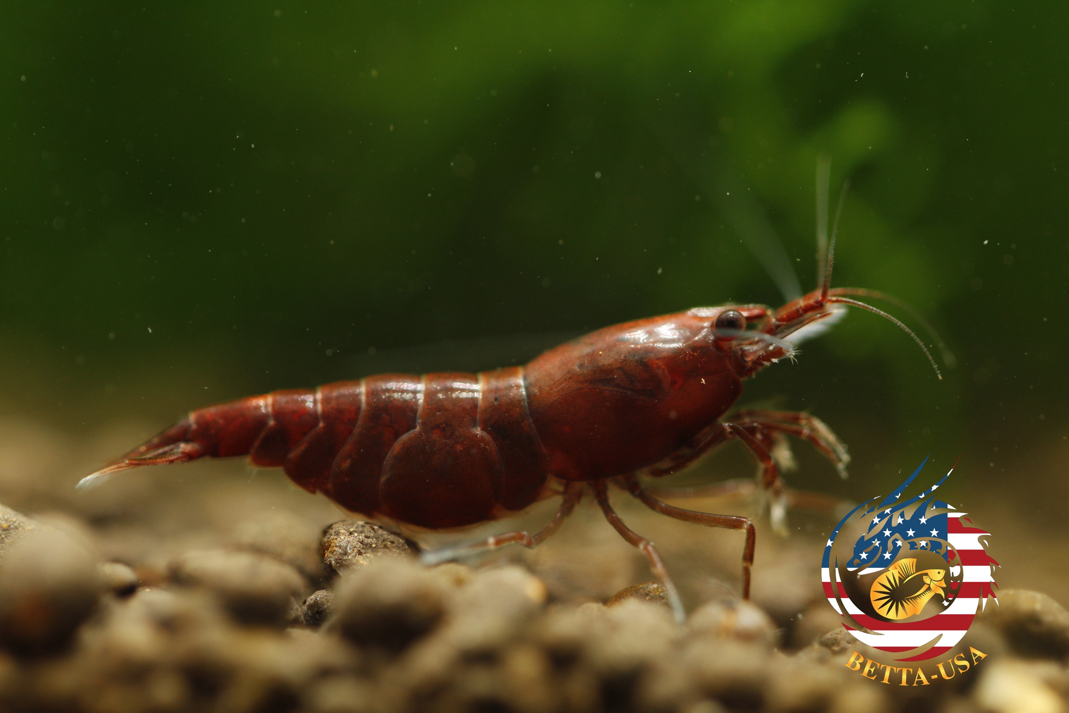 Bloody Mary – Shrimply Fintastic Bloody Mary – Shrimply Fintastic