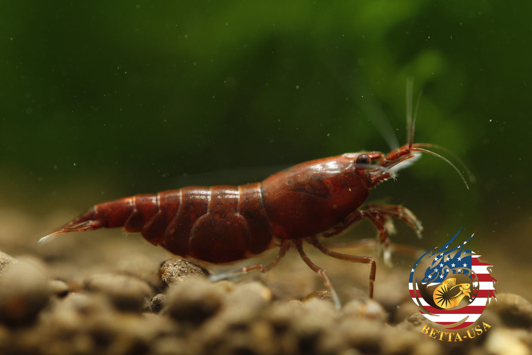 Blood Mary  Freshwater Neocaridina Aquarium Shrimp. Live Guarantee