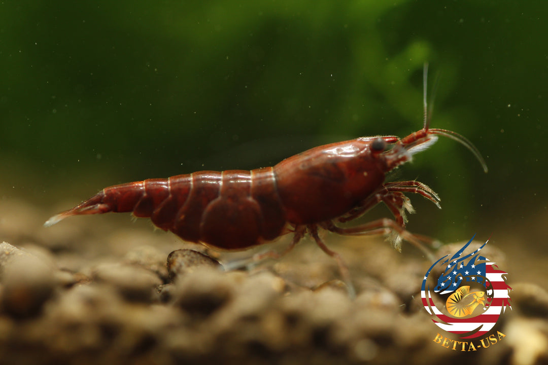 Blood Mary  Freshwater Neocaridina Aquarium Shrimp. Live Guarantee